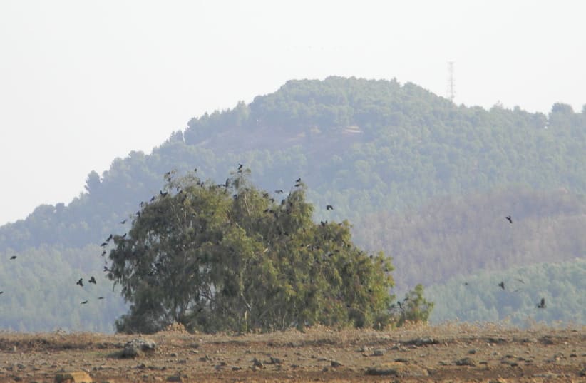 Israel's Mount Canaan breaks 73-year rain intensity record amid storms ...