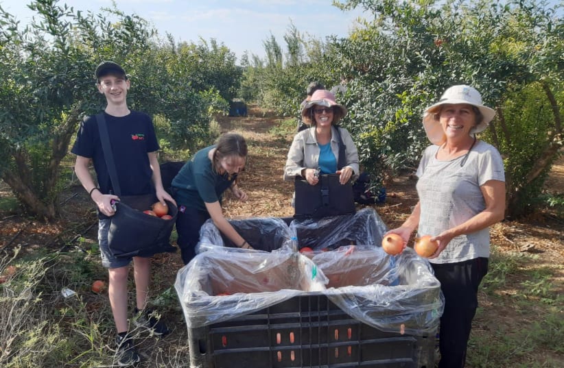  KKL-JNF workers pick up pomegranates to help Israeli farmers (photo credit: KKL-JNF)