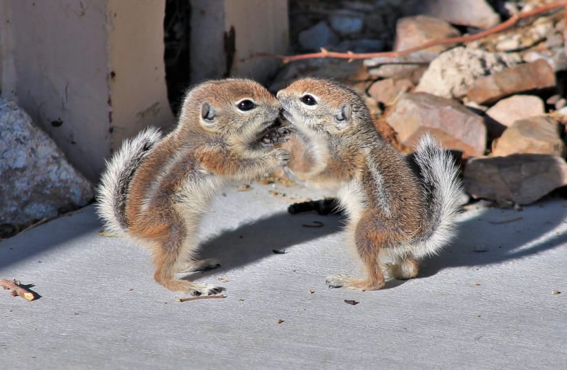  Two squirrels kissing (photo credit: Wikimedia Commons)