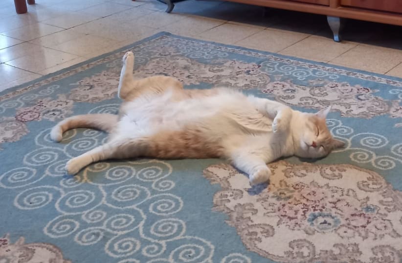  A fat cat is seen lounging in the living room after a hearty Friday night dinner. (photo credit: JERUSALEM POST STAFF)