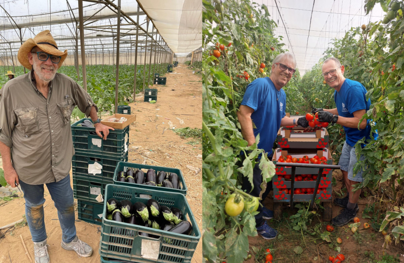  (Left) Leket Israel volunteers harvest tomatoes. (Right) Leket Israel volunteer in Israel's Gaza border region. (photo credit: COURTESY LEKET ISRAEL)