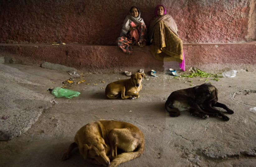 Stray dogs sleep in the streets of Jodhpur, also known as the "Blue City", the second largest city in the Indian state of Rajasthan, January 08, 2016.  Jodhpur was inhabited by many at the top of India’s caste system, the Brahmins, the wealthiest and most powerful people in the region.  (photo credit: NATI SHOHAT/FLASH90)