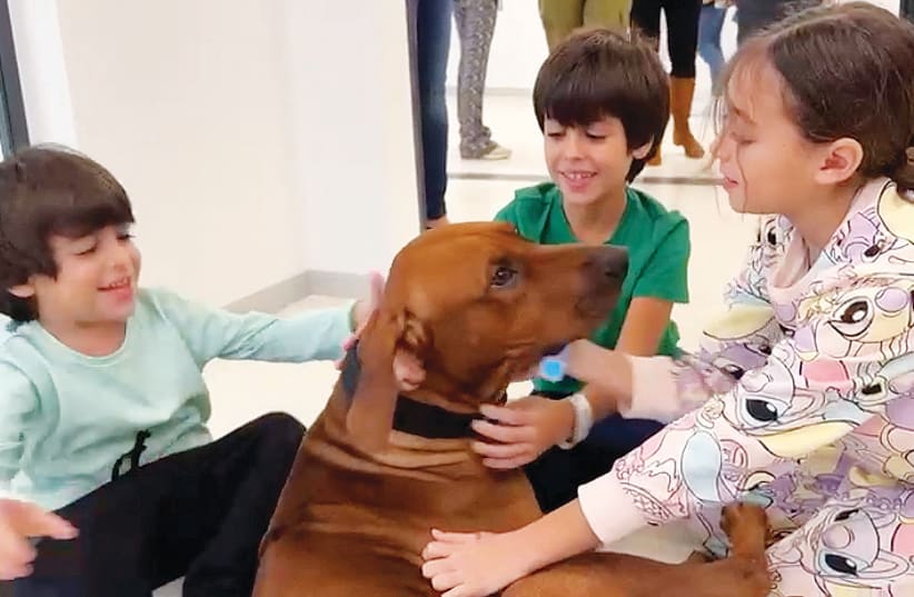  ORIA BROCUTCH, 4; Yuval Broduct 8, and Ofri Brodutch, 10, reunite with their pet dog, Rodney, following their release from Gaza this week. (photo credit: Schneider Children’s Medical Center/Reuters)