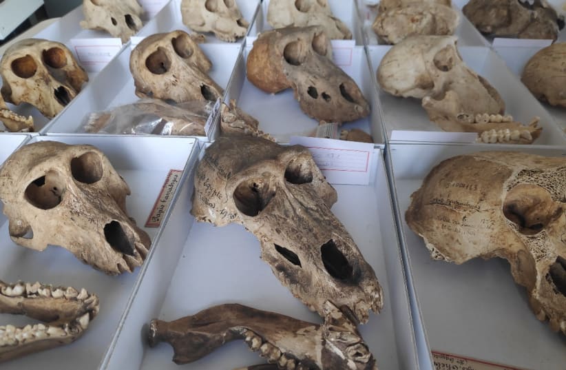  Overview of some skulls available for study. (photo credit: Bea De Cupere/Creative Commons)