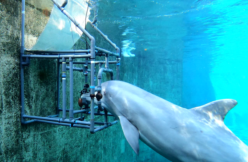  A bottlenose dolphin (Dolly) resting her jaw on a bar ready to test her sensitivity to an electric field. (photo credit: Dr. Tim Hüttner)