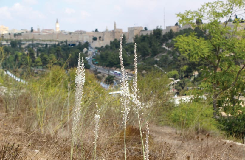  BLOSSOMS ON Bible Hill: At Givat Hatanach.  (photo credit: GERSHON ELINSON/FLASH90)