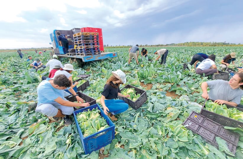  CENTRAL DISTRICT student volunteers pick cauliflower for farmers needing assistance. (photo credit: EDUCATION MINISTRY)
