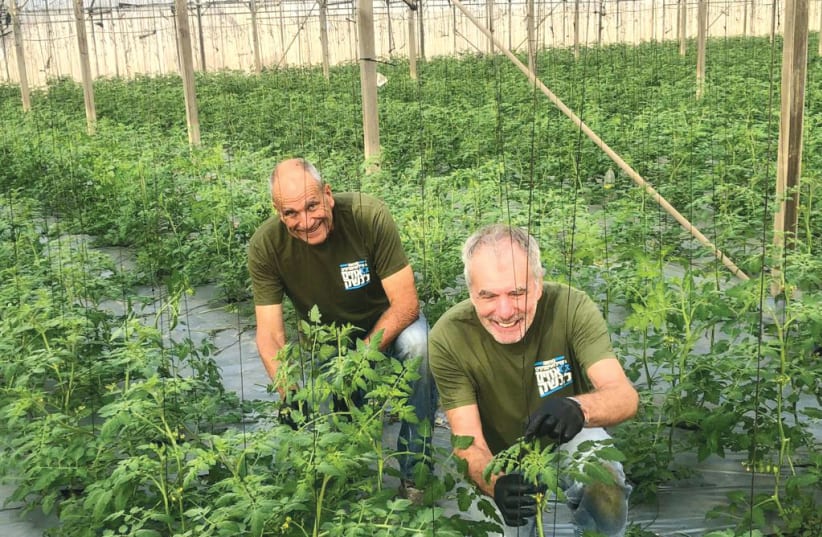  Brothers in Arms volunteers work in agriculture in southern Israel during the war. (photo credit: Ester Grego/Wikipedia)