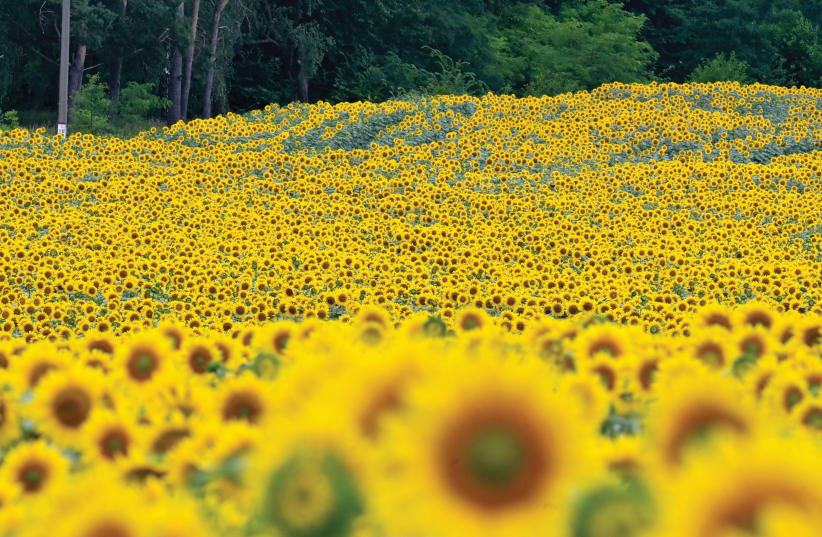  MAJESTIC SUNFLOWERS.  (photo credit: SERGEI SUPINSKY/AFP via Getty Images)