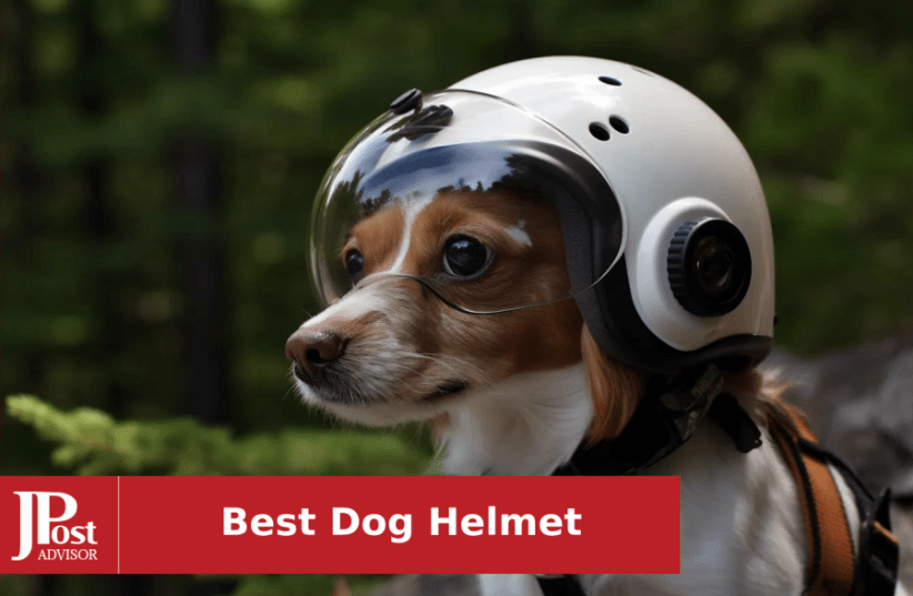  10 Most Popular Dog Helmets for 2023 (photo credit: PR)