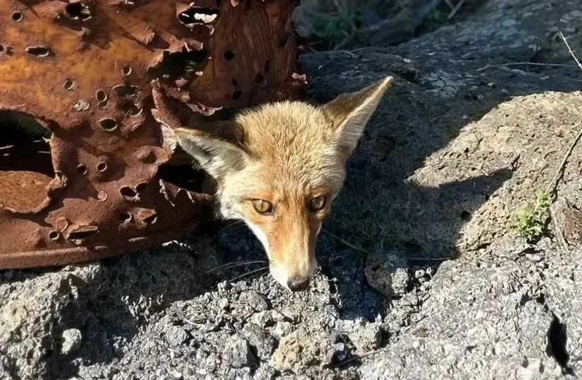  Reservists rescued a fox that got stuck in a barrel in a training area (photo credit: Nature and Parks Authority / Sapir Arzi)
