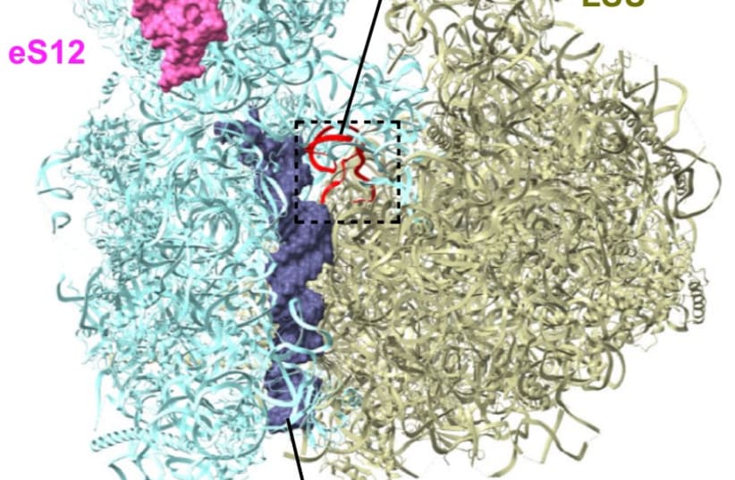  The Cryo-EM structure of the T. brucei ribosomes showing the position of H69 where the Pseudouridine modification was deleted, and the position of the ribosomal protein eS12 that was dislodged as a result of this perturbation. (photo credit: Prof. Shulamit Michaeli)