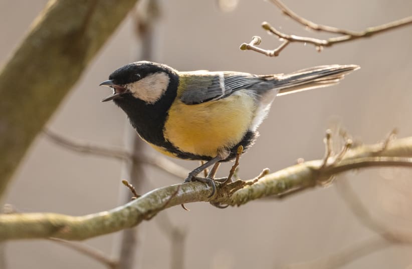  Songbird (photo credit: INGIMAGE)
