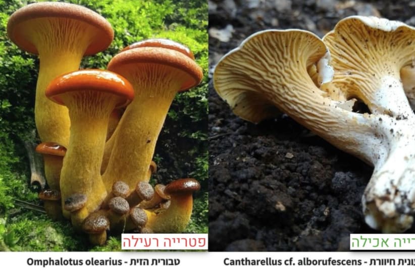  On RIGHT -The “swamp artist” mushroom - not poisonous but not recommended for consumption.  On LEFT – “olive navel” mushroom, poisonous (photo credit: Yaniv Segal/Israel Poison Information Center)