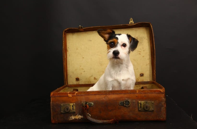  Dog on vacation (photo credit: Pixabay/WoodlandsGal51)