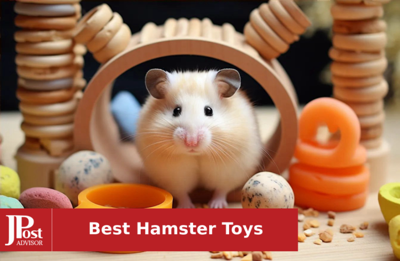 10 Best Hamster Toys For 2024 The