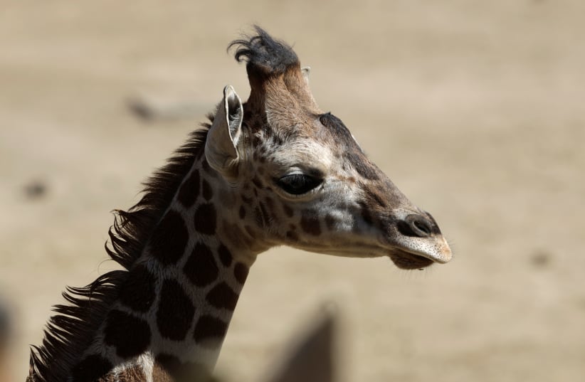 A baby giraffe is pictured at its enclosure at the Chapultepec zoo in Mexico City, Mexico (photo credit: REUTERS/Luis Cortes)