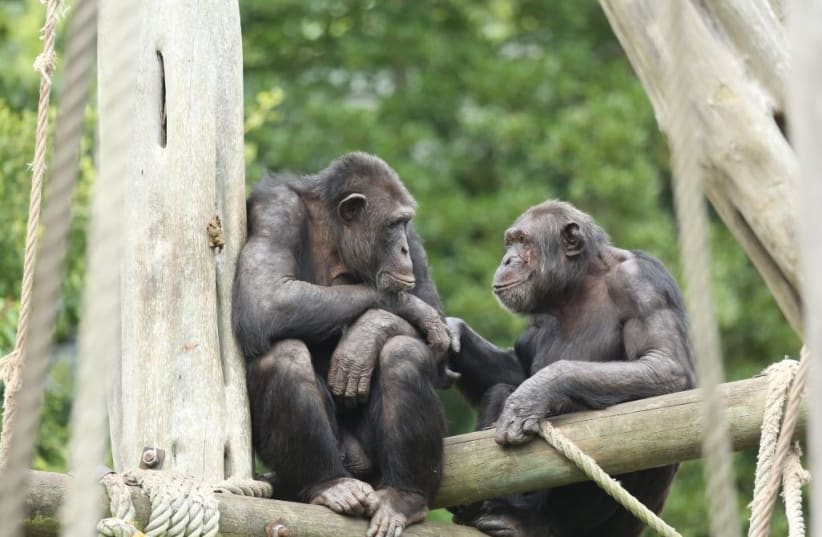   Extensive social memory had previously been documented only in dolphins and up to 20 years. Now, scientists believe chimps and bonobos may be able to remember even longer. (photo credit: LAURA SIMONE LEWIS)