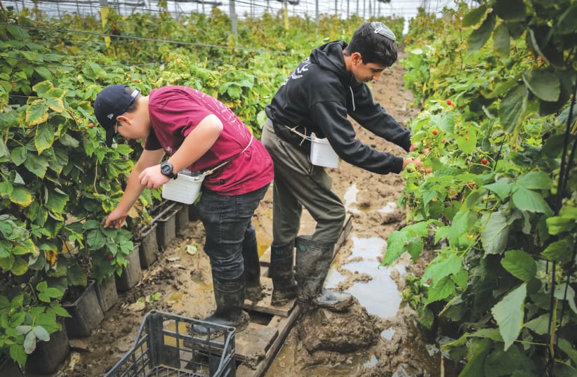  VOLUNTEERS HELP in a raspberry greenhouse at Moshav Avnei Eitan on the Golan Heights, earlier this month. (photo credit: MICHAEL GILADI/FLASH90)