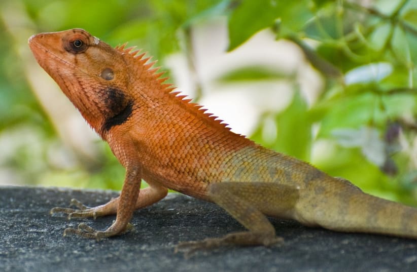  An oriental garden lizard.  (photo credit: NEEDPIX.COM)