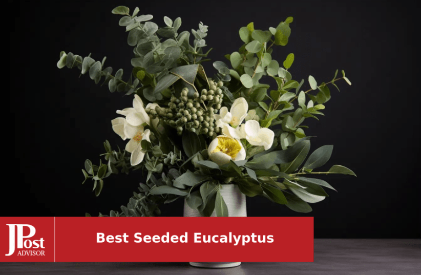 The Post Popular 6 - Most Eucalyptus for Jerusalem 2024 Seeded