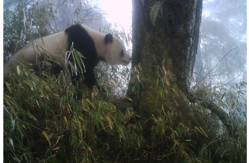  A giant panda in the Wolong nature reserve in China's Szechuan Province checks on recent social postings on a scent-marking tree.  (photo credit: Courtesy of Jindong Zhang)