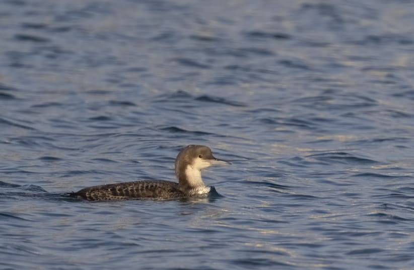  A pacific diver is seen swimming in Eilat. (photo credit: YOAV PERLMAN)