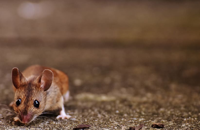  A small brown mouse. (photo credit: PXHERE)
