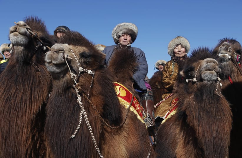  People wearing traditional costumes wait for a parade on the back of camels during "Temeenii bayar", the Camel Festival, in Dalanzadgad, Umnugobi aimag, Mongolia, March 6, 2016 (photo credit: REUTERS/B. Rentsendorj)