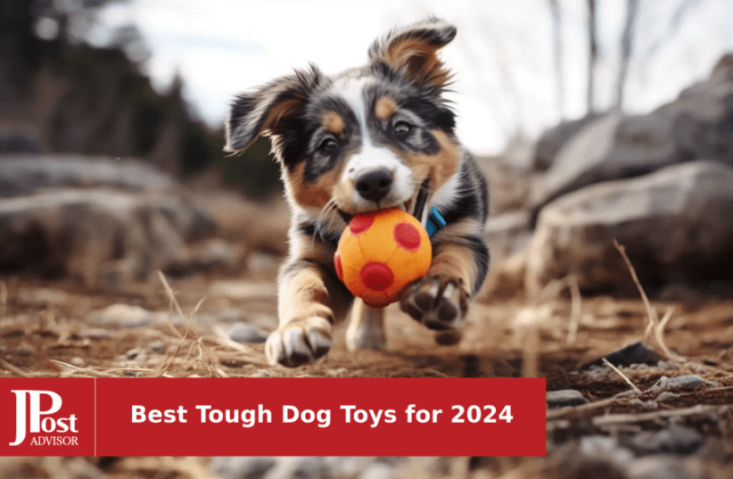 5 Great Dog Toys for Senior Dogs in 2022 – YuMOVE US