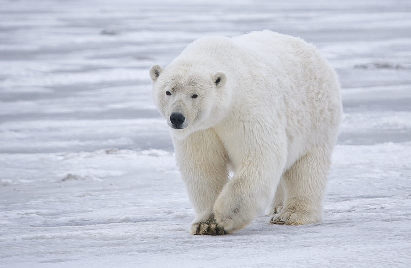 Polar bear near Kaktovik, Barter Island, Alaska (photo credit: Alan Wilson/Wikimedia Commons)