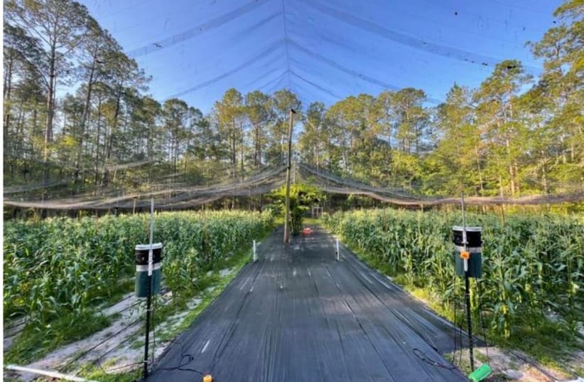  The experimental laser scarecrow system (photo credit: UNIVERSITY OF FLORIDA)
