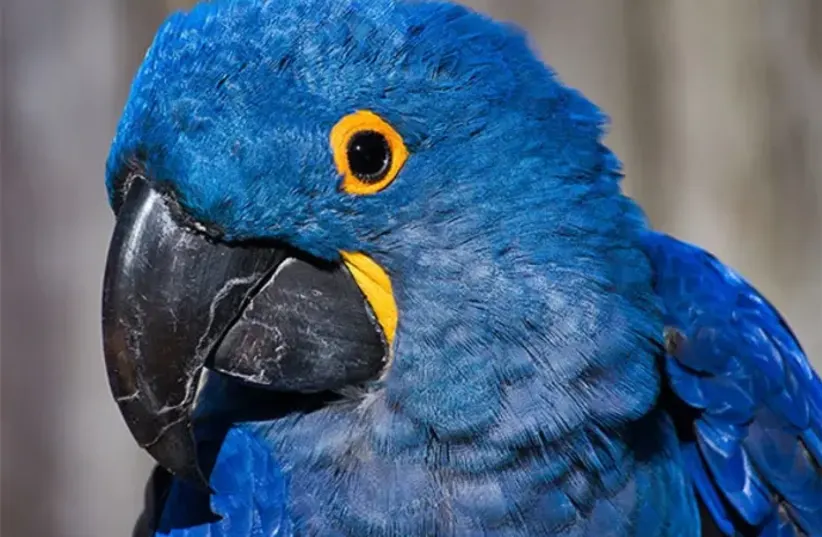  Blue Parrot (photo credit: Michael J Magee, Shutterstock)