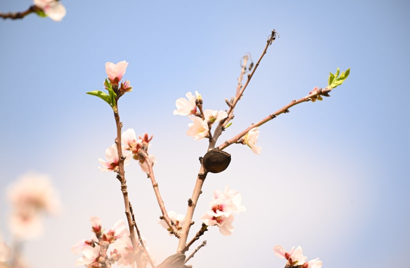  Blossoming almond tree in Mevo Horon (photo credit: MENDY HECHTMAN/FLASH90)