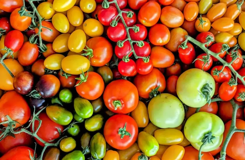  Festival of Tomatoes, Smells and Taste (photo credit: walla! studio, Yaniv Granot)