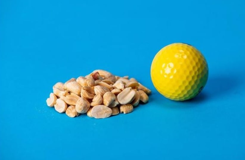  Nuts can help women stay healthy as they age, new study shows (photo credit: Alonso Nichols/Tufts University)