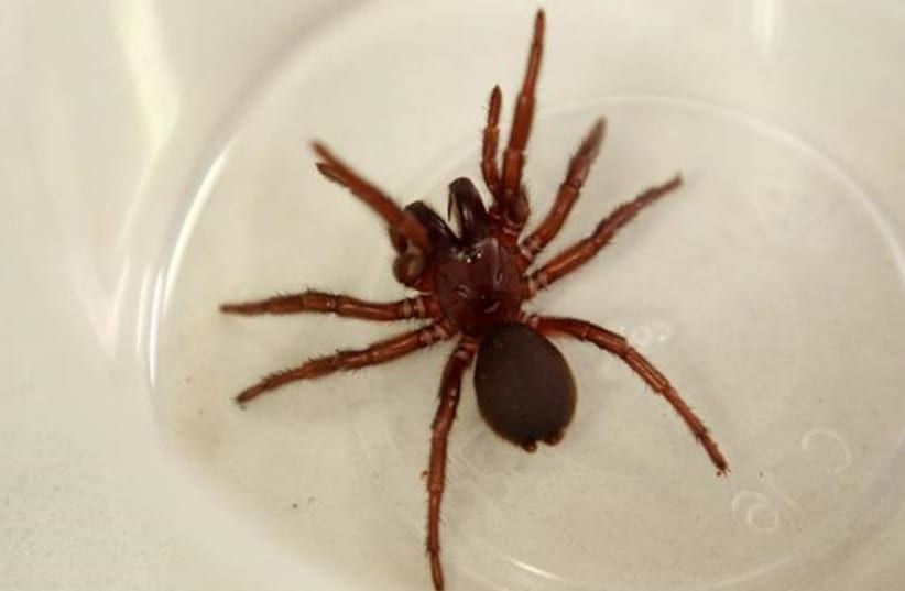  A spider-venom molecule has met critical benchmarks towards becoming a treatment for heart attack and stroke. (photo credit: Institute for Molecular Bioscience/University of Queensland)