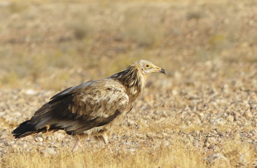 Captive-bred vultures can improve flight and migration performance
