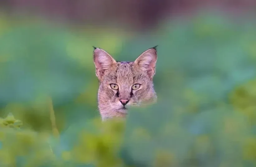  Swamp cat in Emek Hula (photo credit: Liron Shapira, SOCIETY FOR THE PROTECTION OF NATURE IN ISRAEL)