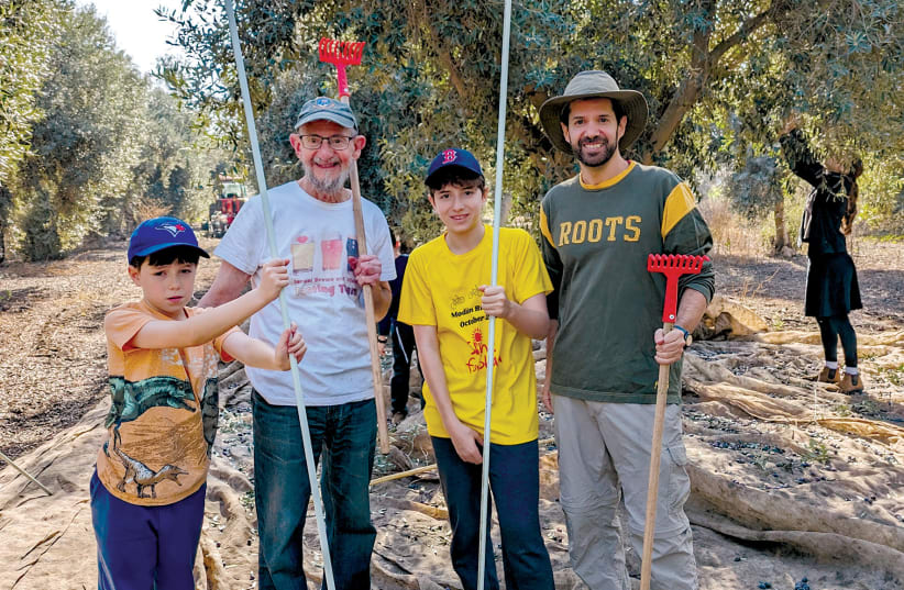  Three generations of the Greener family harvesting olives on Moshav Kfar Shmuel. (photo credit: Doug Greener)