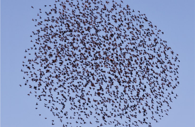  Mesmerizing murmuration of starlings  (photo credit: JULIAN ALPER)