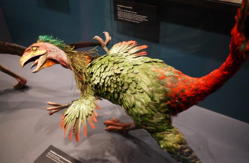  Caudipteryx zoui  (photo credit: Flickr/Tiffany Hoy)