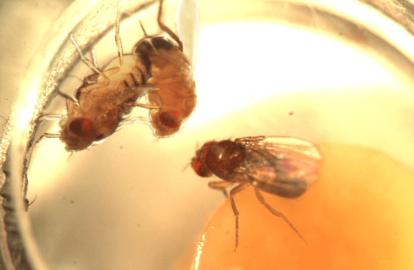  Repeated sexual failures cause social stress in fruit flies, study shows (photo credit: Prof. Galit Shohat-Ophir)