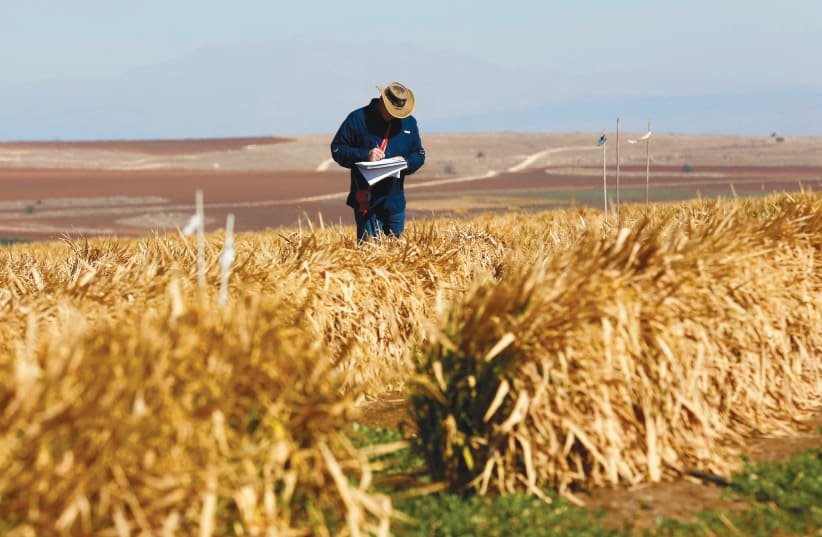  Un investigador en un arrozal experimental de la empresa de tecnología de semillas Kaiima Bio-Agritech, cerca de Kfar Tavor, en el norte de Israel. (photo credit: BAZ RATNER/REUTERS)