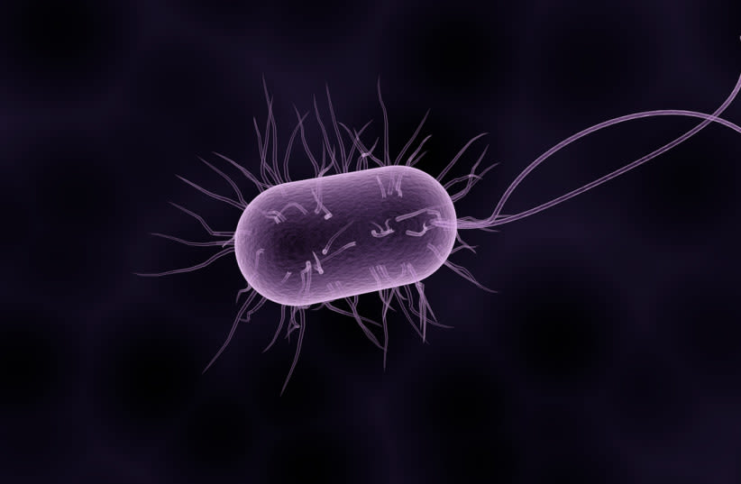  Bacterias. Enfermedades antiguas, como el Pandoravirus, del tamaño de una bacteria, podrían amenazar al mundo tras el deshielo del permafrost (Ilustrativo). (photo credit: PIXABAY)