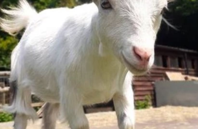  Goats can tell if you are happy or angry by your voice alone. (photo credit: Dr. Marianne Mason)
