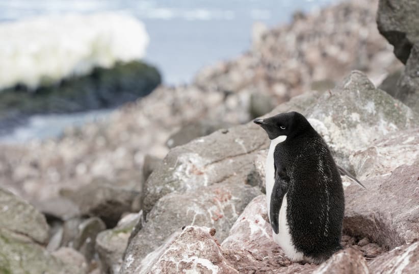  An Adelie penguin stands on a rock as scientists investigate the impact of climate change on Antarctica's penguin populations, on the eastern side of the Antarctic Peninsula, Antarctica, January 16, 2022 (photo credit: REUTERS / NATALIE THOMAS)