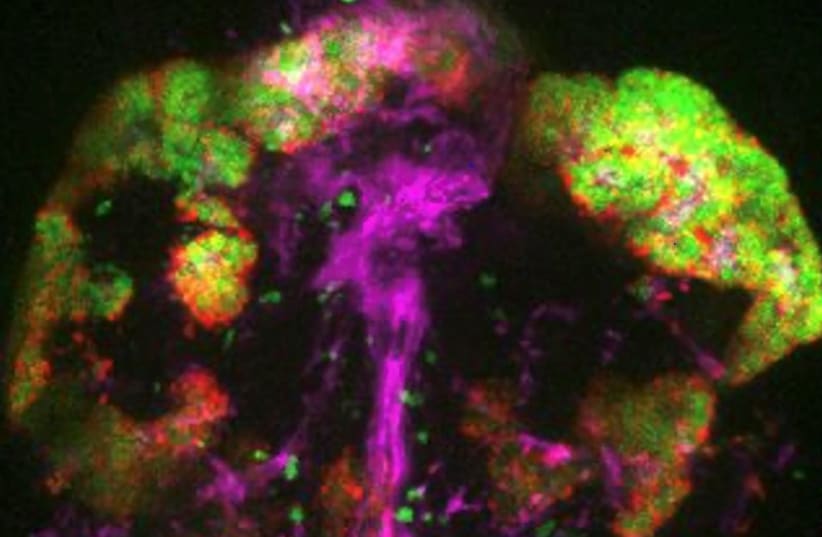 Zebrafish pituitary, revealing its diverse cell populations: astroglial pituicytes (purple) and two different types of hormone-producing cells (red and green) (photo credit: WEIZMANN INSTITUTE OF SCIENCE)
