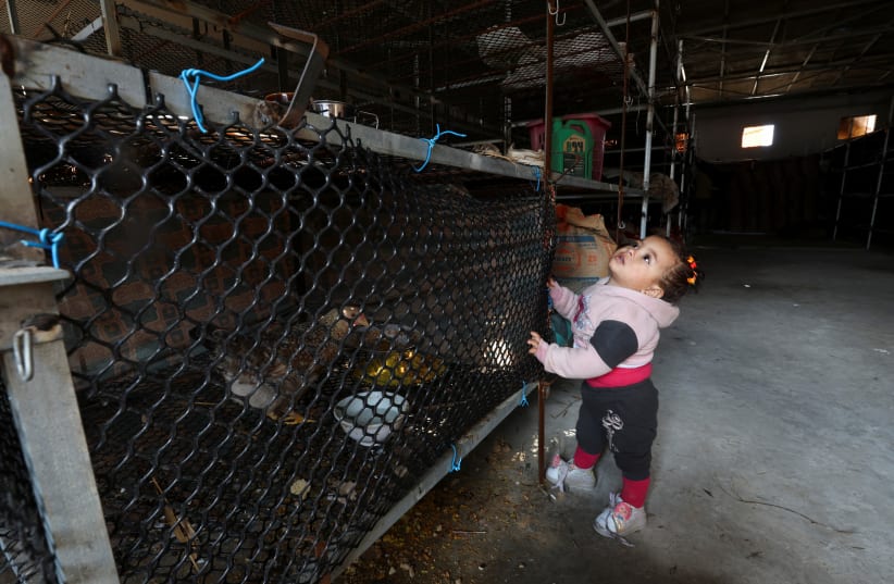  A displaced Palestinian girl from the Hanoon family plays in an unfinished poultry farm, where she and her family take refuge, amid the ongoing conflict between Israel and Palestinian Islamist group Hamas, in Rafah, in the southern Gaza Strip, February 7, 2024.  (photo credit: REUTERS/IBRAHEEM ABU MUSTAFA)
