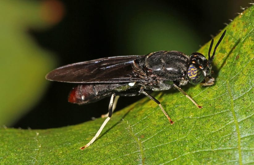 Black soldier fly (photo credit: Wikimedia Commons)